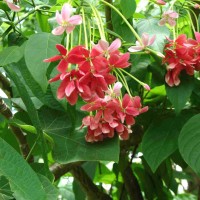 Combretum indicum (L.) DeFilipps